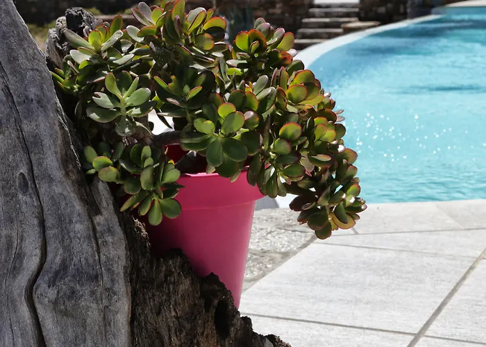 Niriides Homes & Elia (Mykonos)